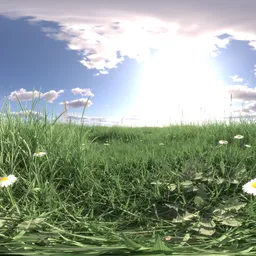 Morning light grass 16k