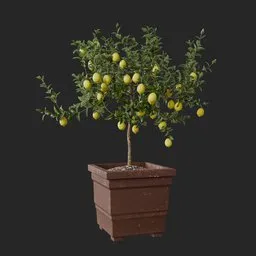Indoor Plant Kit.016