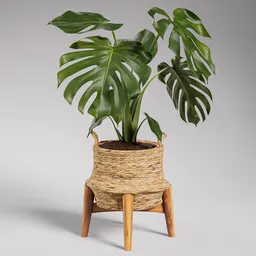 Monstera Deliciosa in Woven Basket
