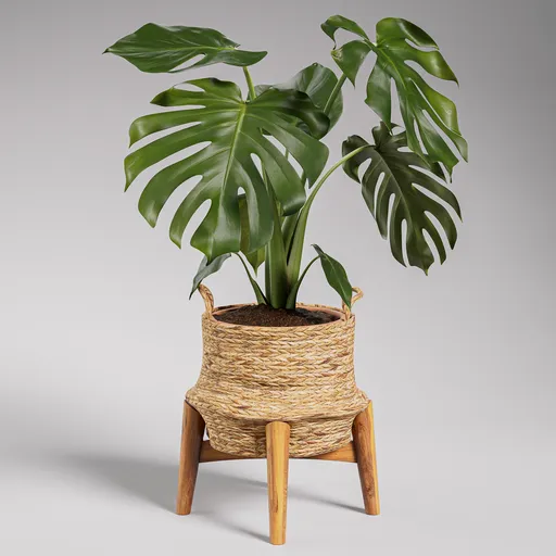 Monstera Deliciosa in Woven Basket