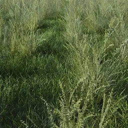 Grass Sideoats Grama