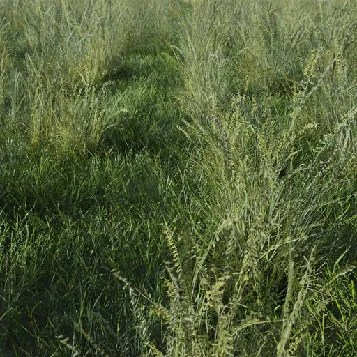 Realistic 3D model of green Sideoats Grama grass, optimized for Blender and game-ready.