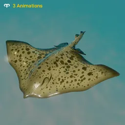 Rayfish Animated
