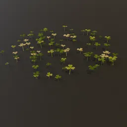 Grass Clover Grownd Cover