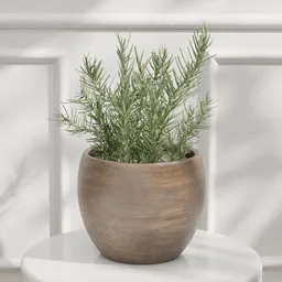 Rosemary Potted Plant