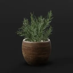 Rosemary Potted Plant