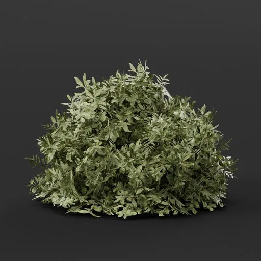Button Bush Medium Variation