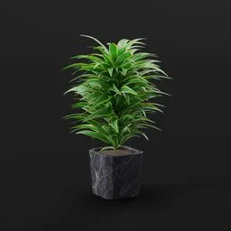 Dracaena In Planter