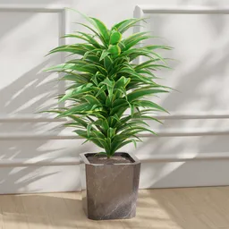 Dracaena In Planter