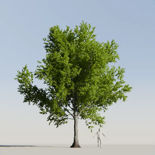 American beech tree variation