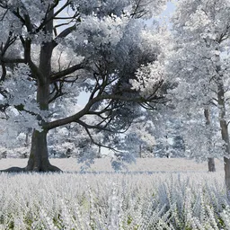 White Blossom