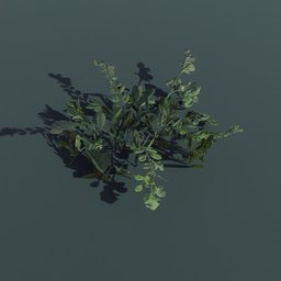 Plant Kinnick Small