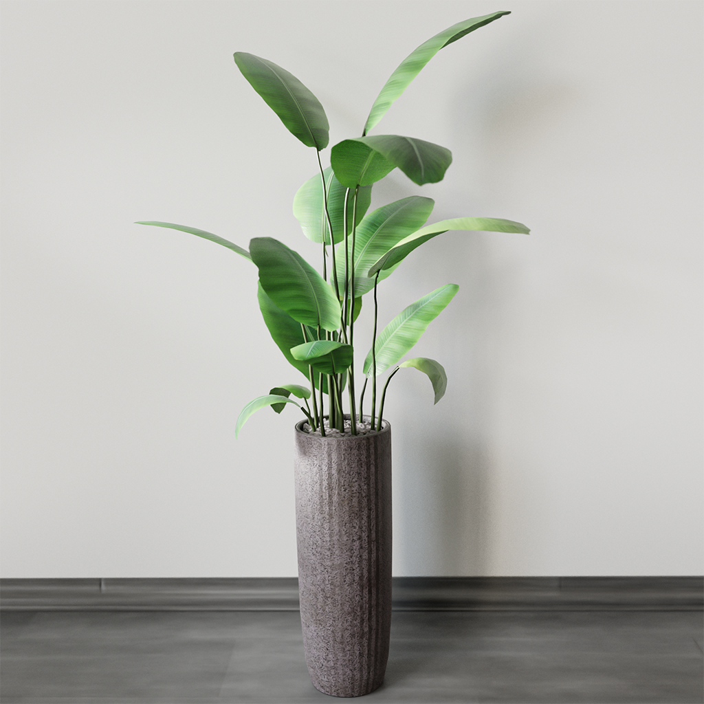 Animated indoor ficus in a concrete pot | FREE Indoor Plants models ...