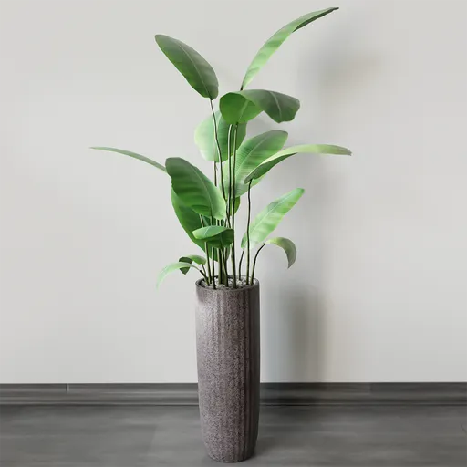 Ficus