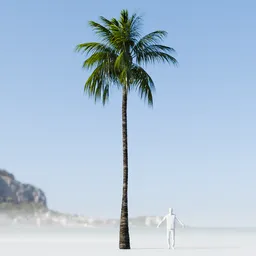 Coconut Tree