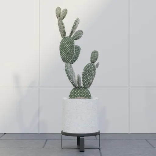 Bunny Ear Cactus