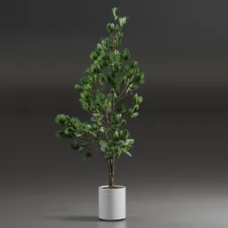 Indoor Plant Variation