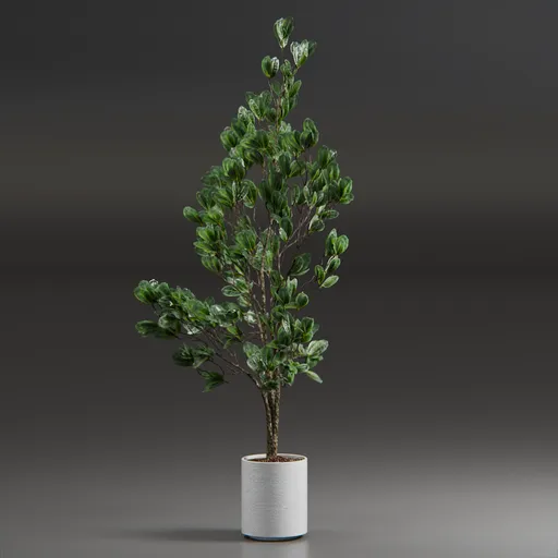 Indoor Plant Variation