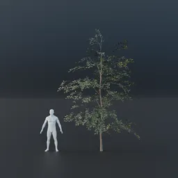 Oak Tree - Sapling Large (Summer)