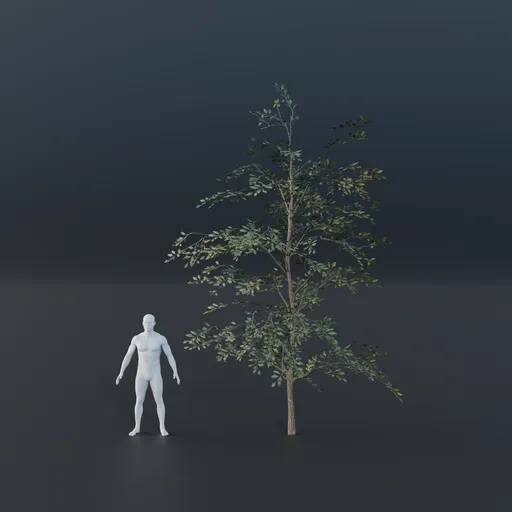 Oak Tree - Sapling Large (Summer)