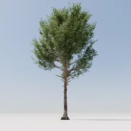 Tree 38