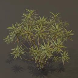 Honey Spurge Bush Large