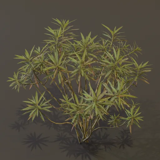Honey Spurge Bush Large