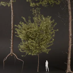 SJ-Realistic Spruce Tree