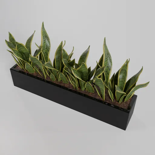 Snake Plant