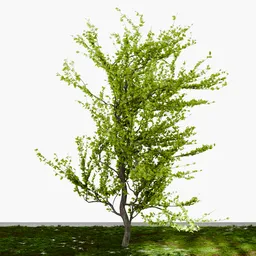 Deciduous Tree