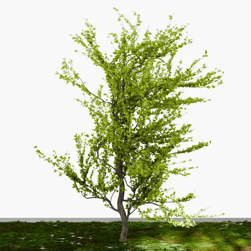 Deciduous Tree