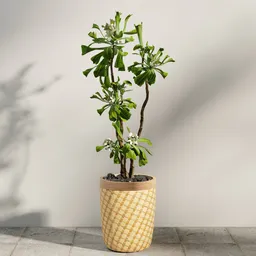 Potted Frangipani Tree
