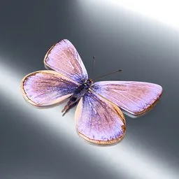 Butterfly with purple and Gold Wings