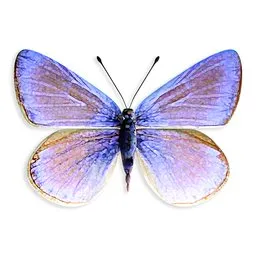 Butterfly with purple and Gold Wings