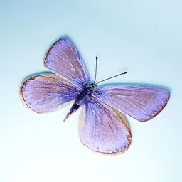 Butterfly with purple and Gold Wings