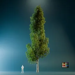 High Quality Poplar Tree