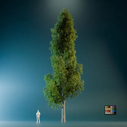High Quality Poplar Tree