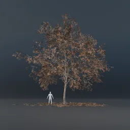 Oak Tree - Thin Trunk (Autumn)
