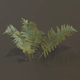 Lady Fern Small