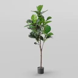 Tall Ficus Lyrata – Indoor Plant Decor