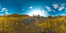 Meadow Path with Scattered Shrubs