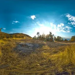 Meadow Path with Scattered Shrubs