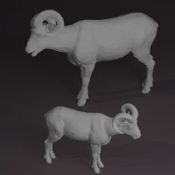 Ram