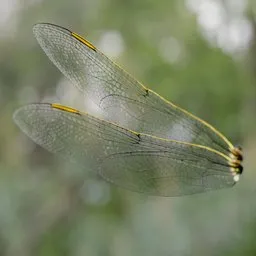 Emperor Dragonfly Wing