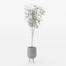 Olive Tree in Planter