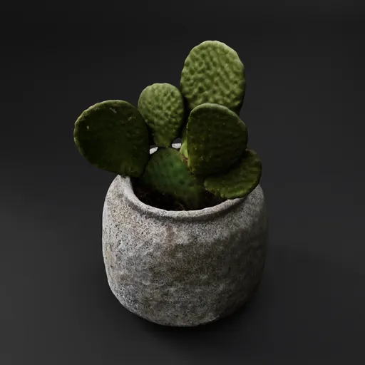Prickly Pear Cactus in Stone Pot