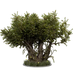 Detailed 3D old tree model with lush foliage for Blender Cycles rendering, available in .blend format.