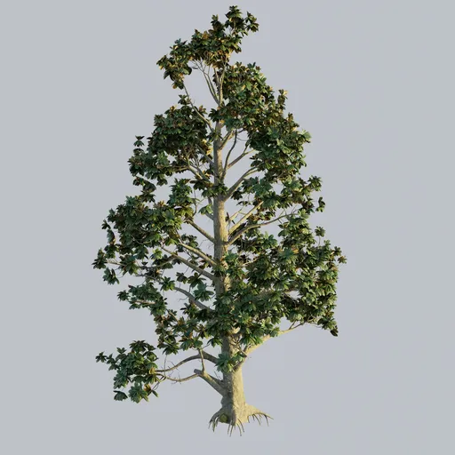 Southern Magnolia