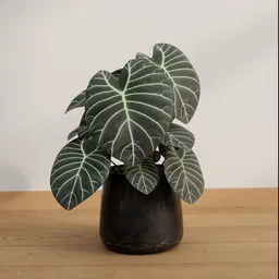 Emerald Shield Alocasia
