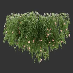 Wall Hanging Plant